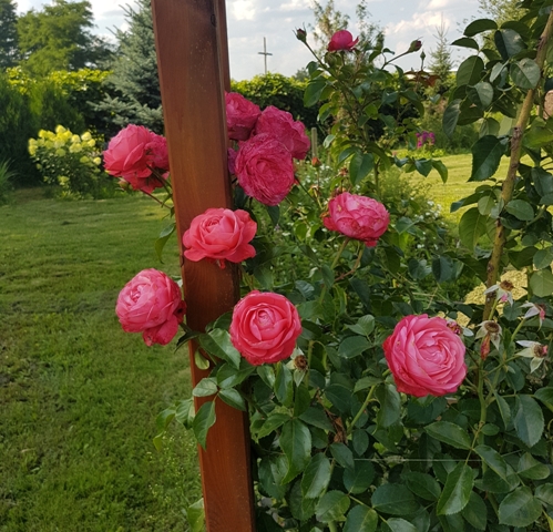 Róże pnące
