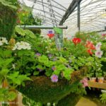 angielskie centrum ogrodnicze -kompozycje kwiatowe