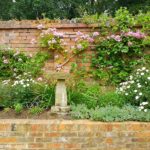 angielski ogród różany