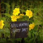 Heliantus Happy Days